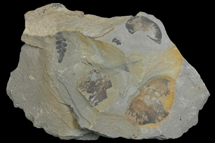 Fossil Fern (Neuropteris & Macroneuropteris) Plate - Kentucky #142435